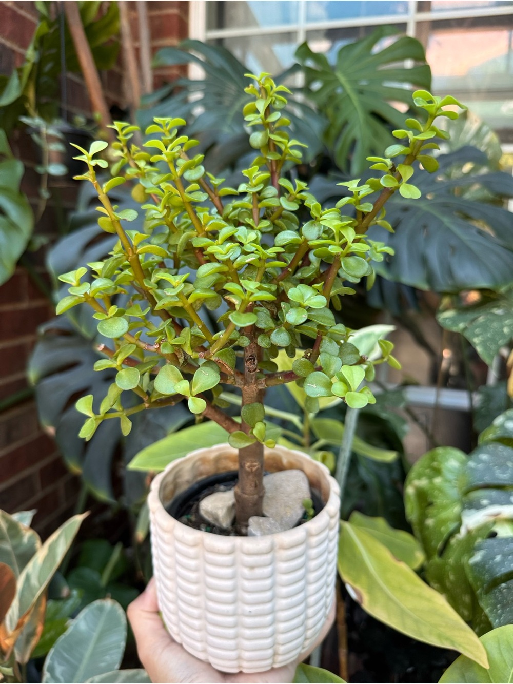 Dwarf Jade or Elephant Bush Bonsai tree 8-9”